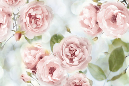 Picture of PINK ROSE GARDEN III
