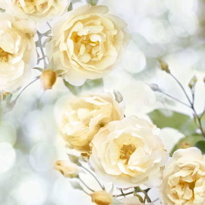 Picture of YELLOW ROSE GARDEN I