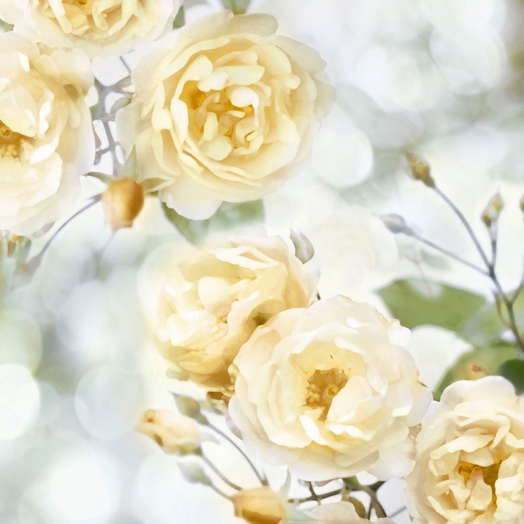 Picture of YELLOW ROSE GARDEN I
