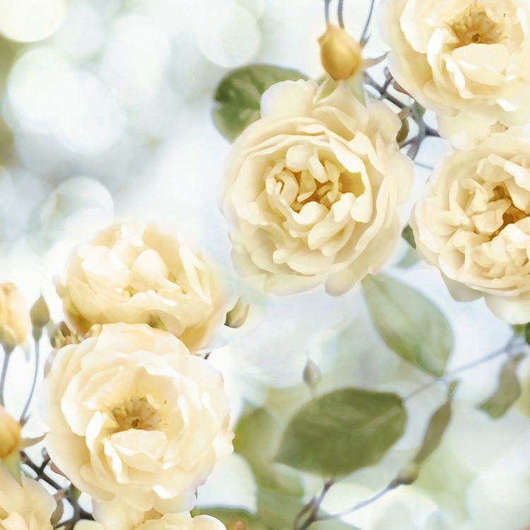 Picture of YELLOW ROSE GARDEN II