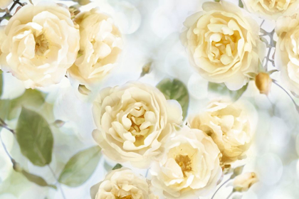 Picture of YELLOW ROSE GARDEN III