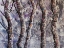 Picture of COOL TREES