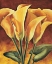 Picture of CALAS