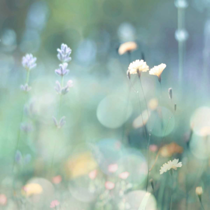 Picture of MORNING MEADOW I