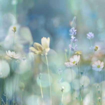 Picture of MORNING MEADOW II