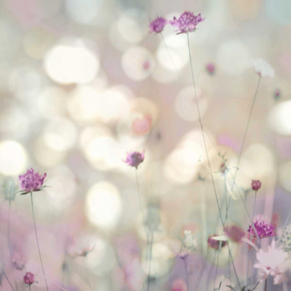Picture of FLORAL MEADOW I