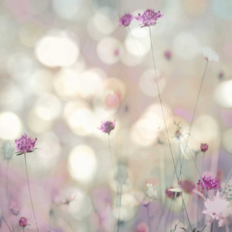 Picture of FLORAL MEADOW I