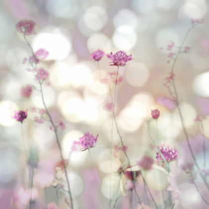 Picture of FLORAL MEADOW II