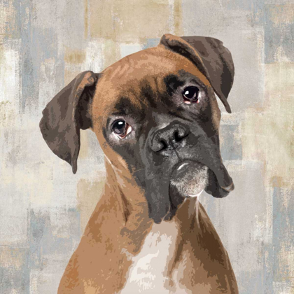 Picture of BOXER