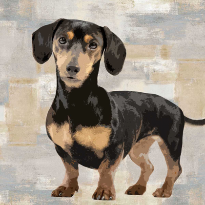 Picture of DACHSHUND