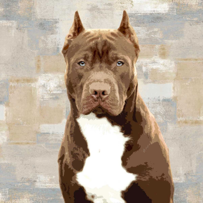 Picture of PIT BULL
