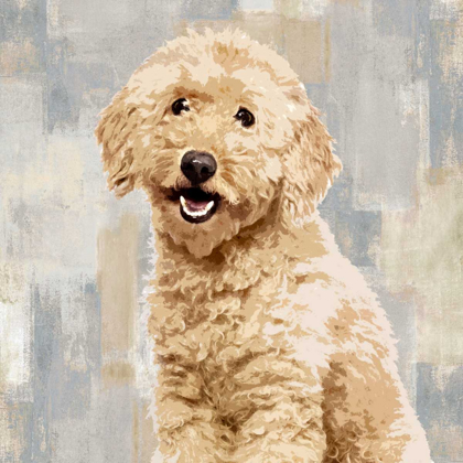Picture of POODLE