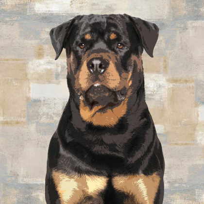 Picture of ROTTWEILER