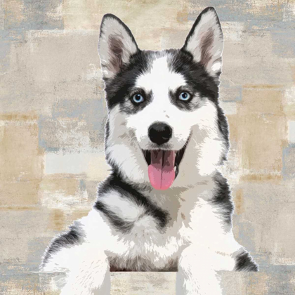 Picture of SIBERIAN HUSKY