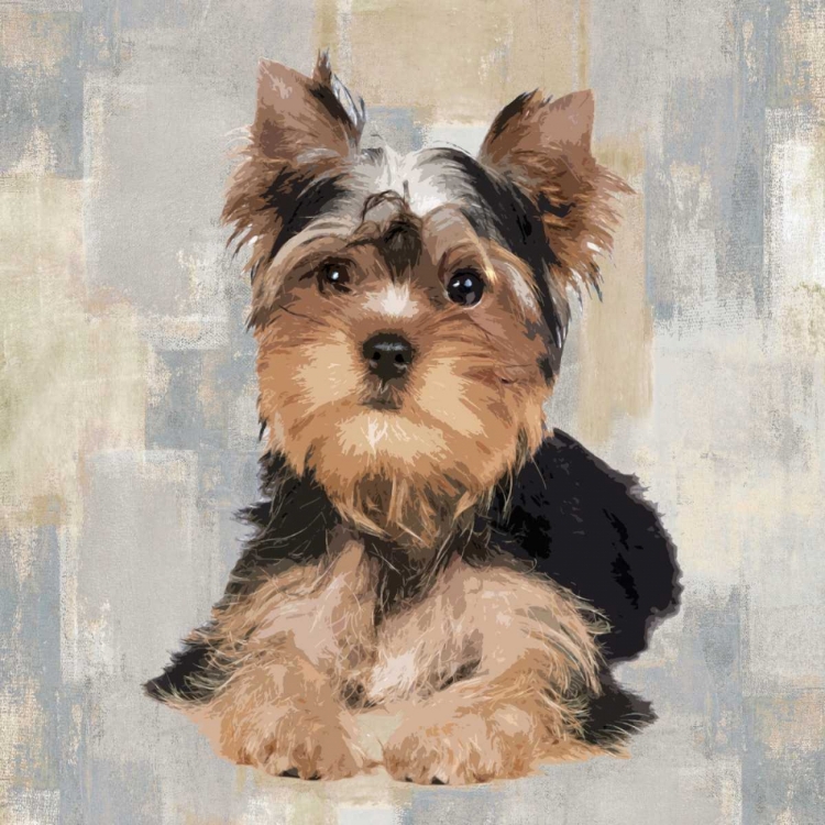 Picture of YORKSHIRE TERRIER