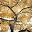 Picture of GOLDEN LEAVES
