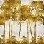 Picture of TREE LINED IN GOLD II