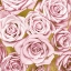 Picture of PINK ROSES ON GOLD