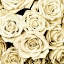 Picture of ROSES