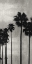 Picture of PALM SILHOUETTE ON SILVER III
