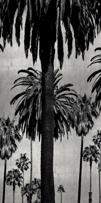 Picture of PALMS WITH SILVER I