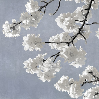 Picture of BLOSSOMS ON BLUE II