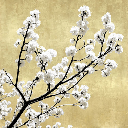 Picture of BLOSSOMS ON GOLD II