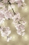 Picture of PINK BLOSSOMS ON GOLD I