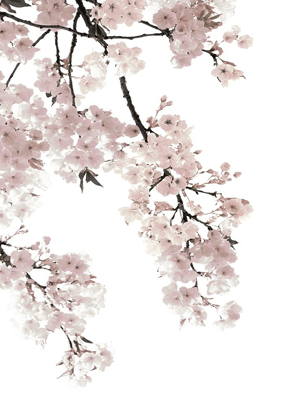 Picture of PINK BLOSSOMS ON WHITE I