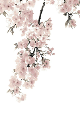 Picture of PINK BLOSSOMS ON WHITE II