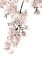 Picture of PINK BLOSSOMS ON WHITE II