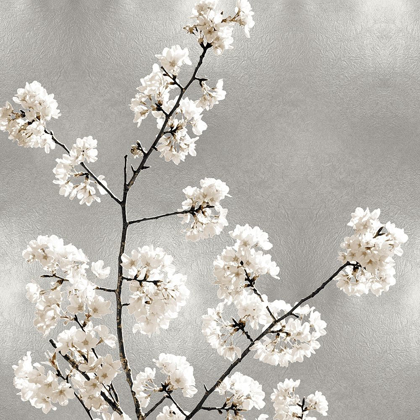 Picture of SILVER BLOSSOMS I