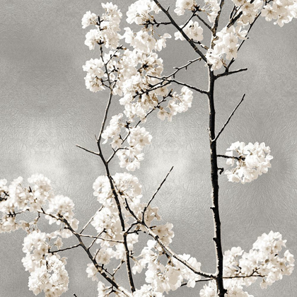 Picture of SILVER BLOSSOMS II