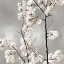 Picture of SILVER BLOSSOMS II