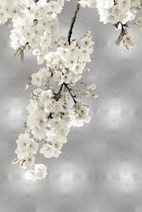 Picture of WHITE BLOSSOMS ON SILVER II