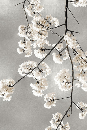 Picture of WHITE BLOSSOMS ON SILVER III