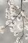 Picture of WHITE BLOSSOMS ON SILVER III