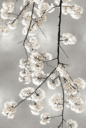 Picture of WHITE BLOSSOMS ON SILVER IV