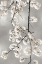 Picture of WHITE BLOSSOMS ON SILVER IV
