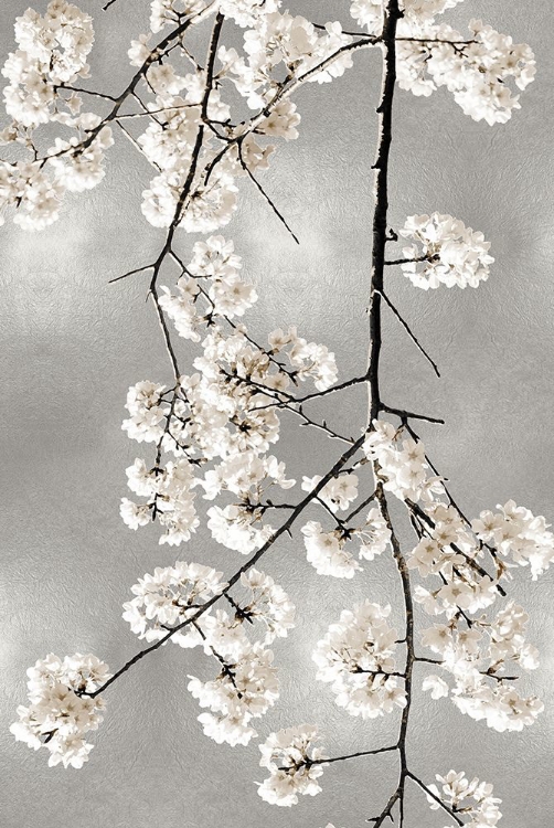 Picture of WHITE BLOSSOMS ON SILVER IV