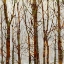 Picture of THROUGH THE TREES II