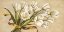 Picture of BOUQUET PERLA