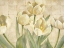 Picture of WHITE TULIPS ON IVORY