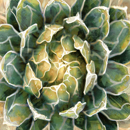 Picture of SUCCULENT III