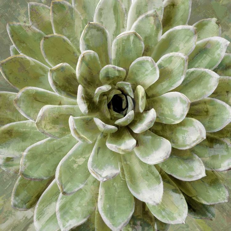 Picture of SUCCULENT VERDE II