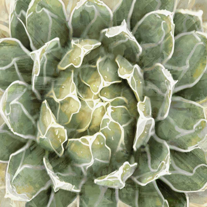 Picture of SUCCULENT VERDE III