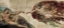 Picture of CREAZIONE DI ADAMO