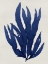 Picture of SEA LIFE - INDIGO III