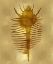 Picture of SEA LIFE - GOLD VI