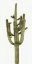 Picture of SAGUARO II